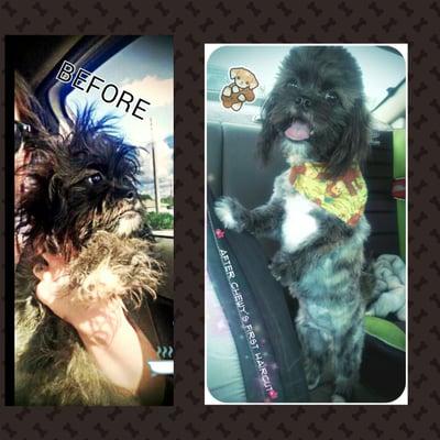 Chewy looking like Chewbacca's twin on the left (before) and all cleaned up on the right (after)! He loves the cut.