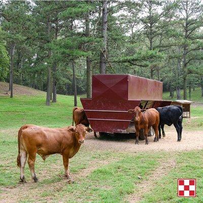 Cattle feeding from a trough