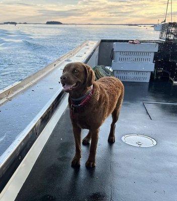 First mate Rosie helping her mom and dad haul traps!