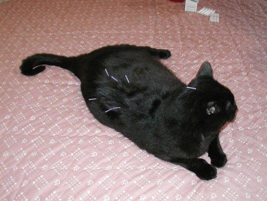 A feline patient receiving acupuncture.