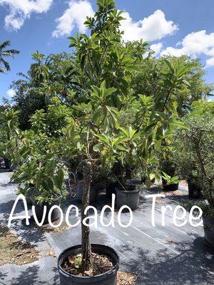 Avocado Tree