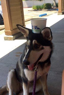 Luna was a hot dog that day, we shared some fro yo with our furry girl. Thanks Sierra! Great yogurt every time. Thursday's are 1/2 off...