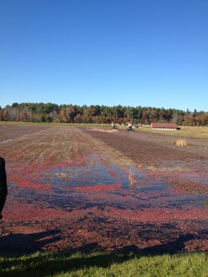 Ocean Spray Cranberry Bog