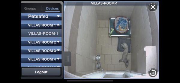 My dog sleeping in The Villa Suite. This is a screenshot from the puppy cam app they use so owners can check in on their pups!