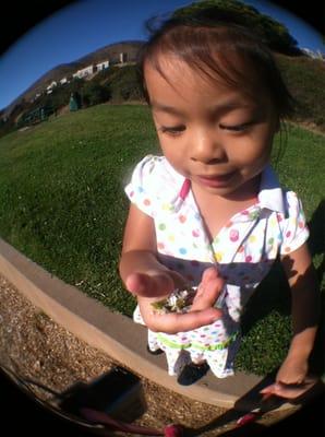 #IrieBeBe picking "flowers" for mommy and daddy.