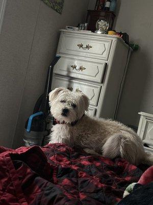 Sweet little boy who won't go back to PetSmart grooming