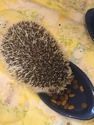 Hedgehog