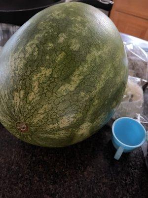 Only $5 for this watermelon!