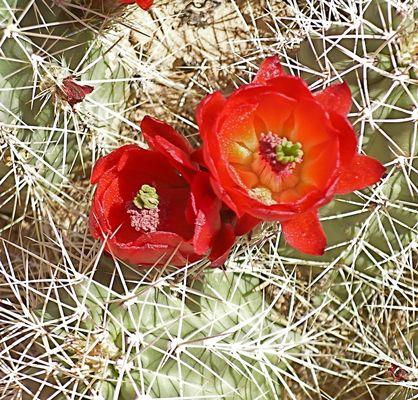 Claret Cup cactus