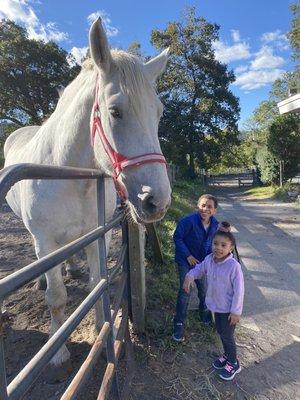 The white carriage horses taking a break