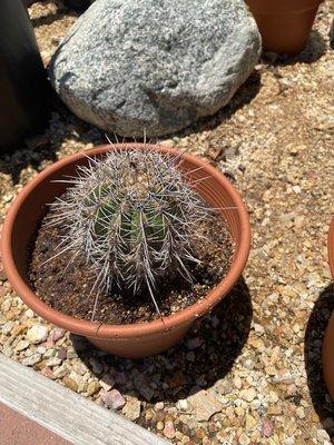 Saguaro Cactus grown from seed