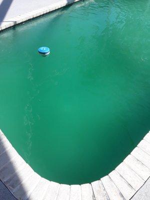 Pool filled with algae