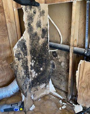 Mold inside the wall of a manufactured home