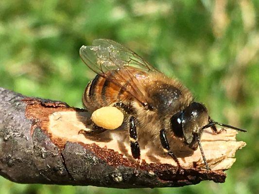 love, Love, LOVE those pollen baskets. This is from Tulip Poplar. She drifted down upon us while eating lunch by the shop.