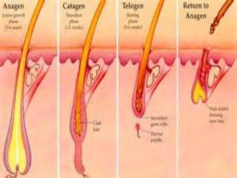 Hair Follicle detail.