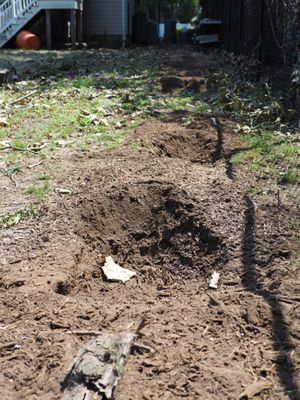 Holes where previous property lined trees were. Tree and Stumps removed.