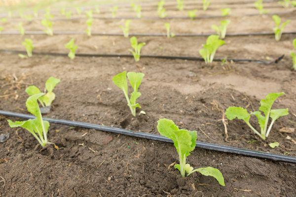 Drip Tape for long straight rows.