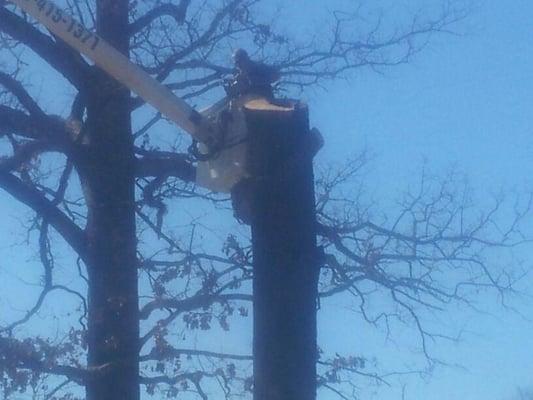 Tree removal done at Crossett, Arkansas school