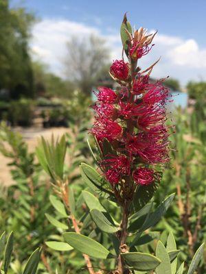 Bottlebrush