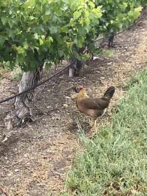 Charlie likes to escape and wander the vineyard during the day.  She always comes home for dinner.