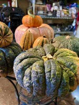 Japanese Black Futsu, delicata, kabocha, pink porcelain pumpkin, striped sugar pumpkin.