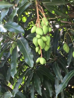 Juicy mangos. Fresh in Summer.