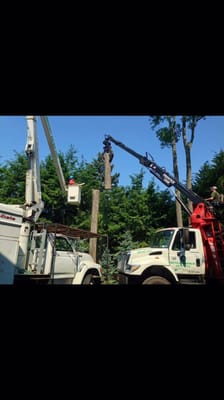 Expert tree removal