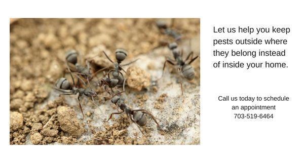 Let us keep your home pest free.