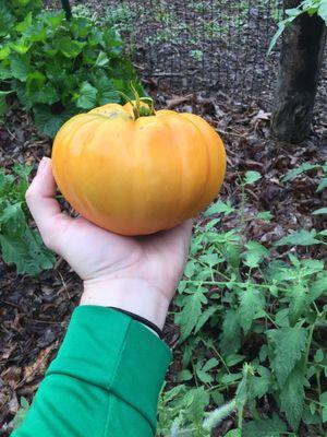 Yellow heirloom tomato, grown by mycogardensupply.