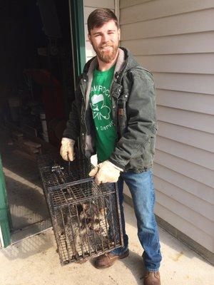 Raccoon removal is our specialty!