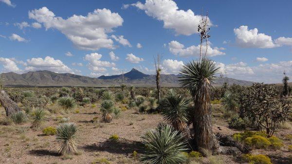 Pike's Peak 
 Chihuahuan Desert