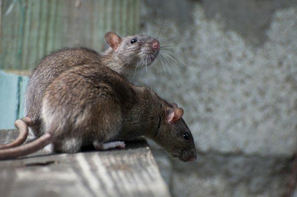 Roof Rats in Orange County can chew wires in your attic and create fires.