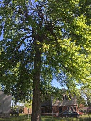 The maple tree before removal