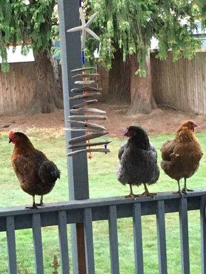 Our girls, Millie, Edith and Gladys.  Great eggs, ladies