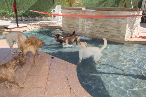 Opening day pool fun- so excited we jumped in before they cut the ribbon-lol.