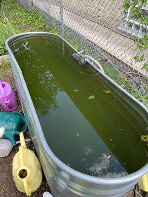 This is what you're expected to water your veggies with.