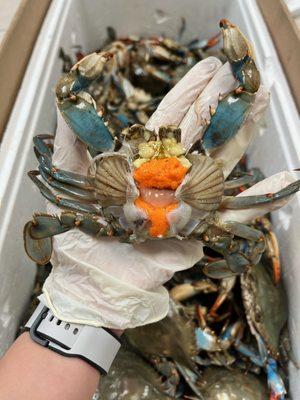 live blue crab