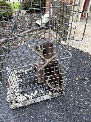 Two juvenile coons taken from attic