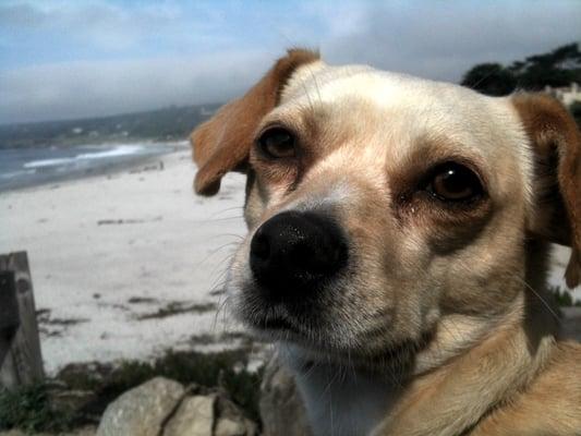 Chuckie chilling at Carmel Beach!