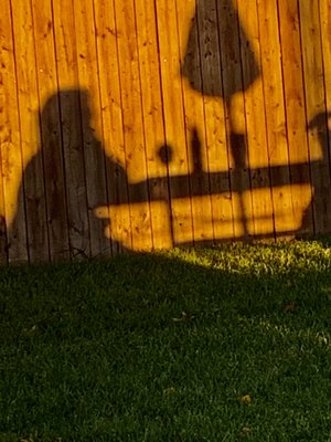 Shadows of Autumn in the vineyard.