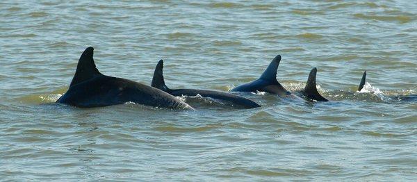 Lots of dolphins on a recent tour!