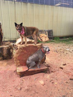 Oz and Brody at the saw testing area