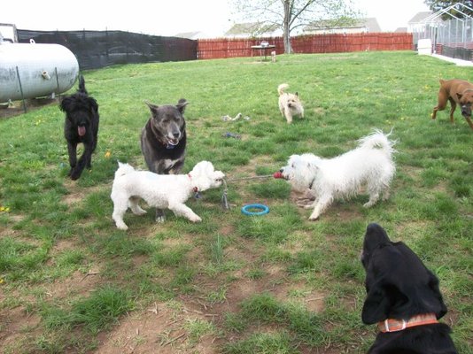 Doggie Daycare