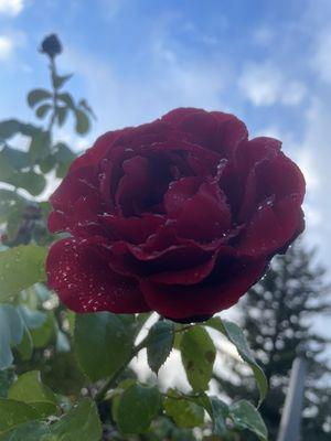 Great grandma Sarah has a rose bush next to her grave (old auburn cemetery)