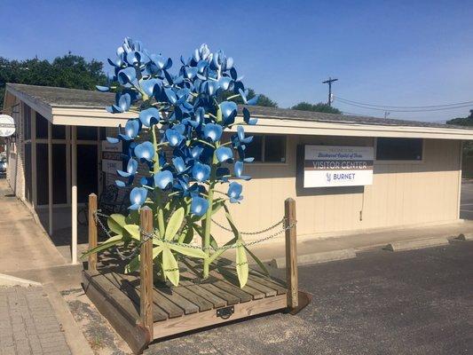 World's Largest Bluebonnet