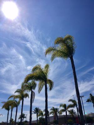 palm row and bright air