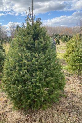 McLaughlin Tree Farm - Christmas Trees & Nursery