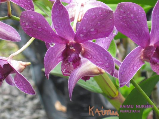 Sun + Rain = Orchids