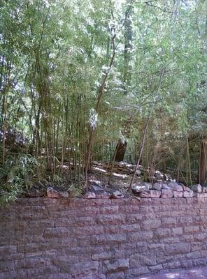 Bamboo grotto, just outside my window