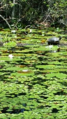 Cypress Gardens Swamp